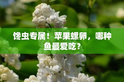 馋虫专属！苹果螺卵，哪种鱼最爱吃？