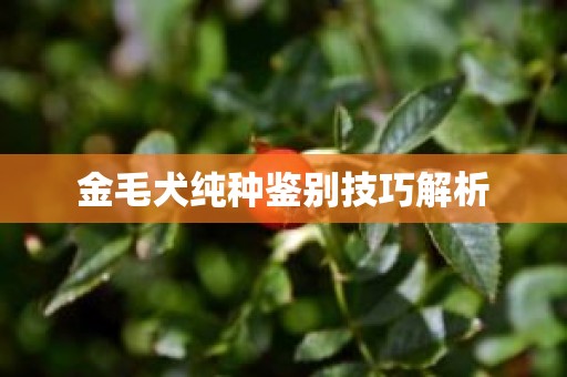 金毛犬纯种鉴别技巧解析