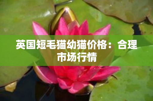 英国短毛猫幼猫价格：合理市场行情
