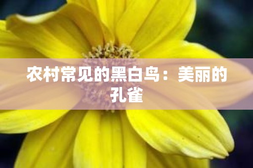 农村常见的黑白鸟：美丽的孔雀