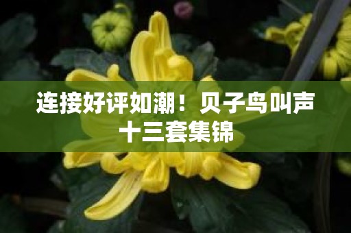 连接好评如潮！贝子鸟叫声十三套集锦