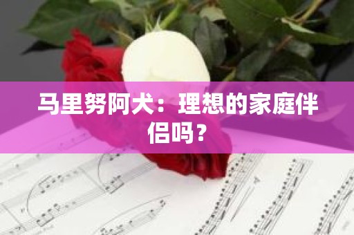 马里努阿犬：理想的家庭伴侣吗？
