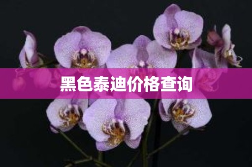 黑色泰迪价格查询