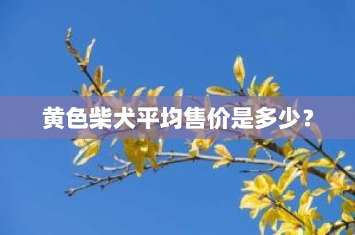 黄色柴犬平均售价是多少？