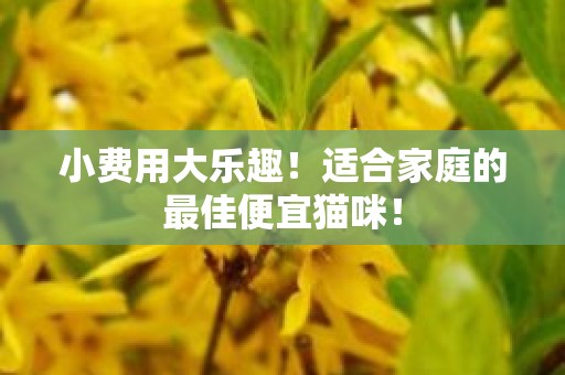 小费用大乐趣！适合家庭的最佳便宜猫咪！
