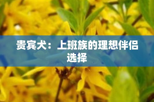 贵宾犬：上班族的理想伴侣选择