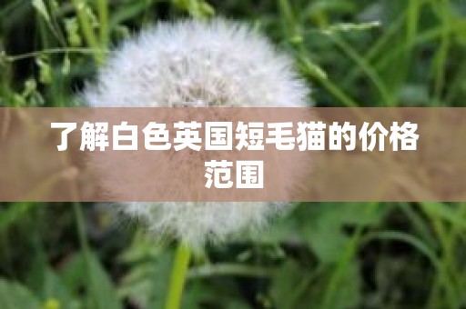 了解白色英国短毛猫的价格范围