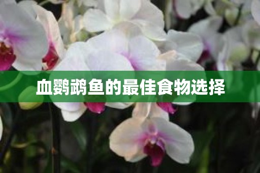 血鹦鹉鱼的最佳食物选择