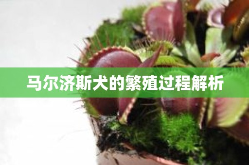 马尔济斯犬的繁殖过程解析