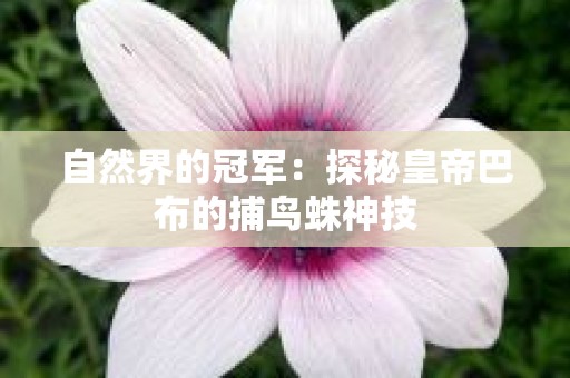 自然界的冠军：探秘皇帝巴布的捕鸟蛛神技