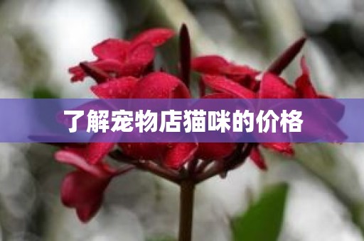 了解宠物店猫咪的价格