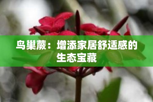 鸟巢蕨：增添家居舒适感的生态宝藏