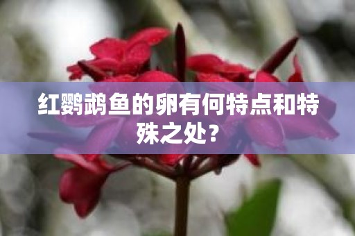 红鹦鹉鱼的卵有何特点和特殊之处？