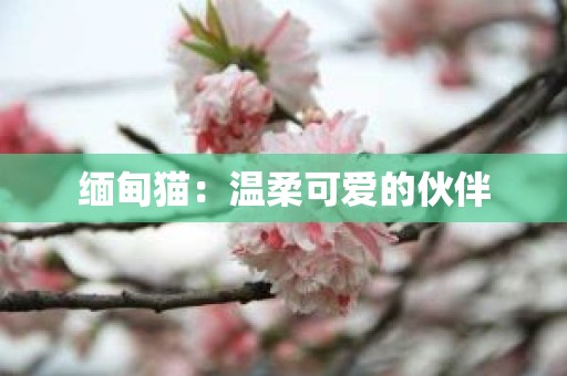 缅甸猫：温柔可爱的伙伴