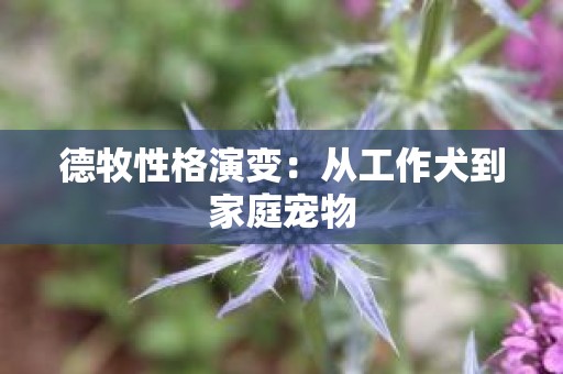 德牧性格演变：从工作犬到家庭宠物