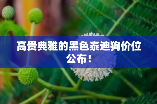 高贵典雅的黑色泰迪狗价位公布！