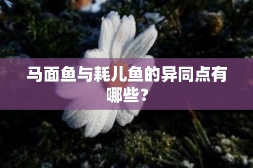 马面鱼与耗儿鱼的异同点有哪些？
