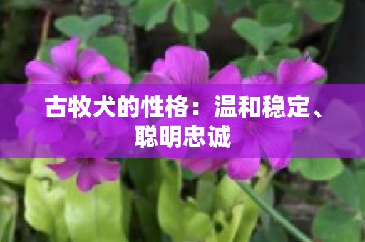 古牧犬的性格：温和稳定、聪明忠诚