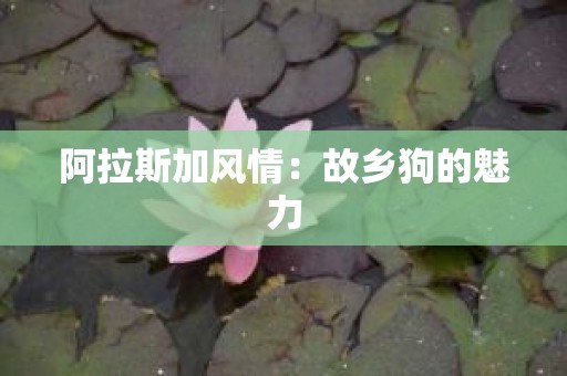 阿拉斯加风情：故乡狗的魅力