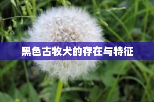 黑色古牧犬的存在与特征