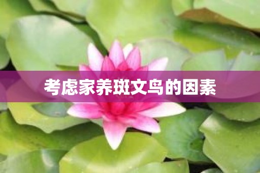 考虑家养斑文鸟的因素