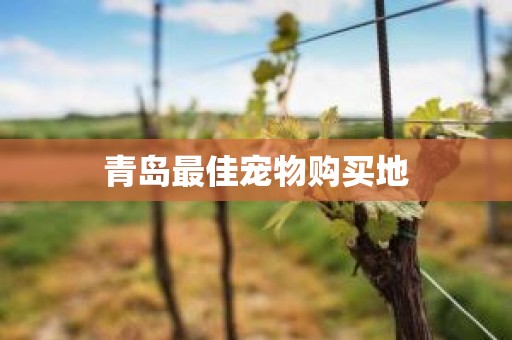 青岛最佳宠物购买地