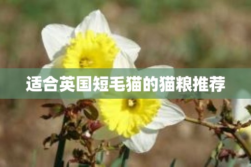 适合英国短毛猫的猫粮推荐