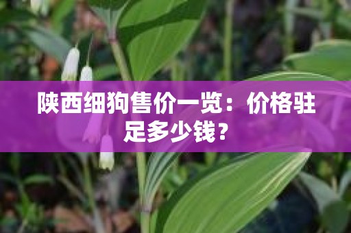 陕西细狗售价一览：价格驻足多少钱？