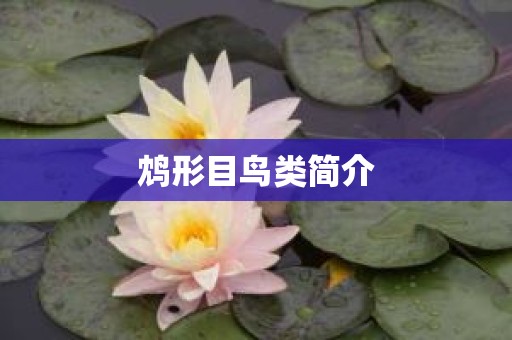 鸩形目鸟类简介