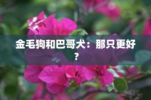 金毛狗和巴哥犬：那只更好？