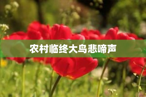 农村临终大鸟悲啼声