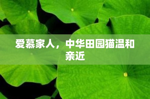 爱慕家人，中华田园猫温和亲近