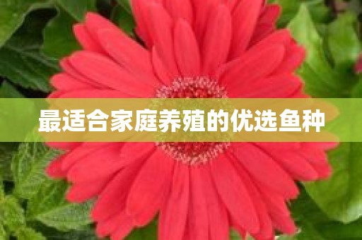 最适合家庭养殖的优选鱼种