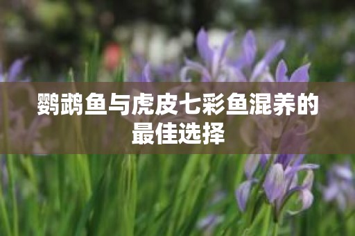 鹦鹉鱼与虎皮七彩鱼混养的最佳选择