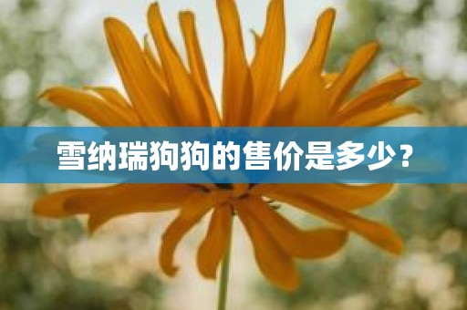 雪纳瑞狗狗的售价是多少？