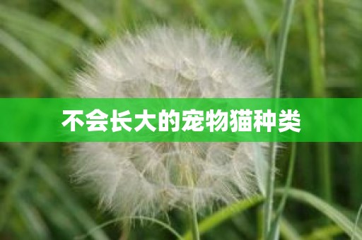 不会长大的宠物猫种类