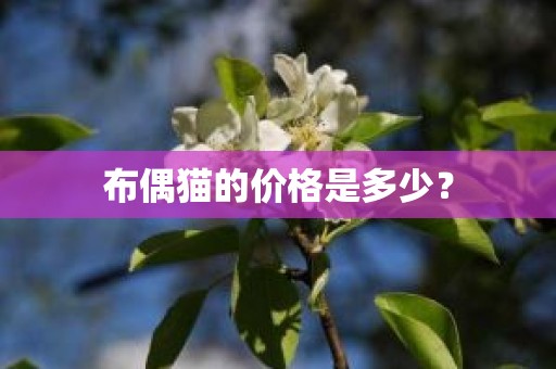 布偶猫的价格是多少？