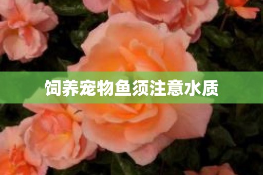 饲养宠物鱼须注意水质