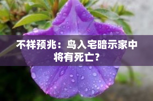 不祥预兆：鸟入宅暗示家中将有死亡？