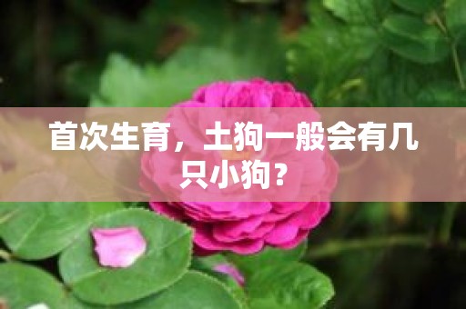 首次生育，土狗一般会有几只小狗？