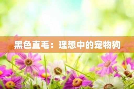 黑色直毛：理想中的宠物狗