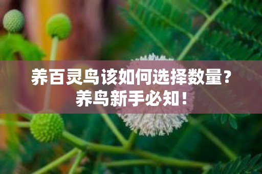 养百灵鸟该如何选择数量？养鸟新手必知！
