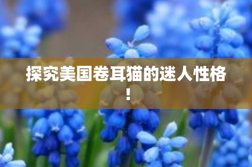 探究美国卷耳猫的迷人性格！