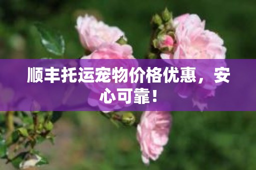 顺丰托运宠物价格优惠，安心可靠！