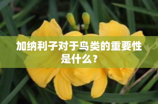 加纳利子对于鸟类的重要性是什么？