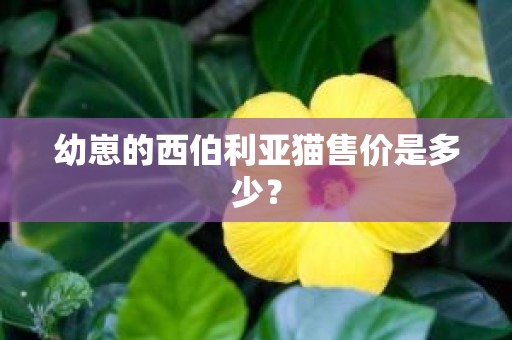 幼崽的西伯利亚猫售价是多少？