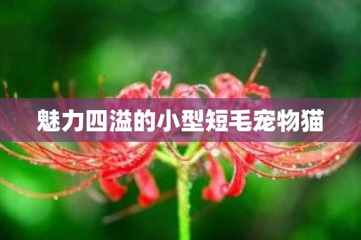 魅力四溢的小型短毛宠物猫