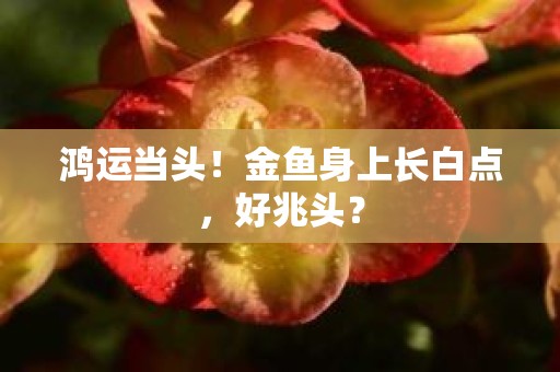 鸿运当头！金鱼身上长白点，好兆头？