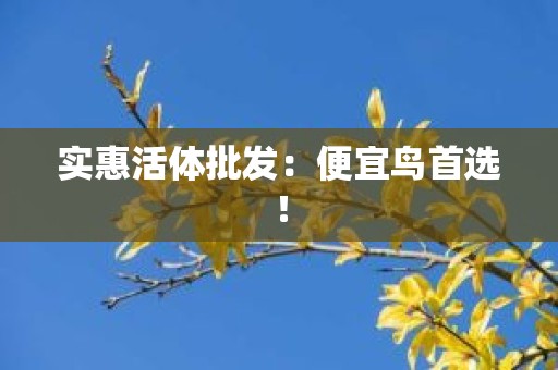 实惠活体批发：便宜鸟首选！