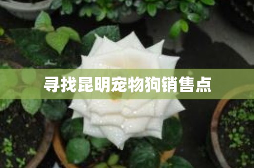 寻找昆明宠物狗销售点